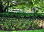 City completes enhancement project with new plantings, irrigation at Tiziano Park