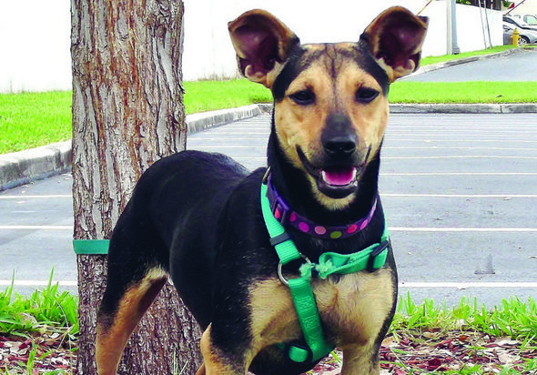 This Dog’s for You – Millie This Dog’s for You – Millie