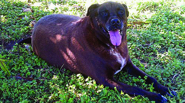 This Dog’s for You – Piggy This Dog’s for You – Piggy