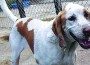 This Dog’s for You - Ralphie