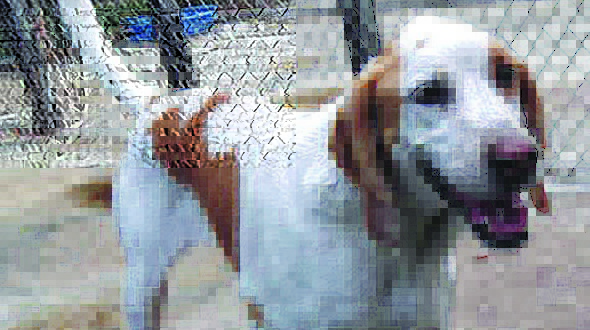 This Dog’s for You – Ralphie This Dog’s for You – Ralphie