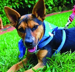 This Dog’s for You - Sugar