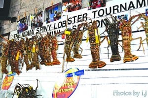 Some of the winning lobsters from 2013