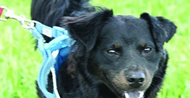 This Dog’s for You- Windsor This Dog’s for You- Windsor