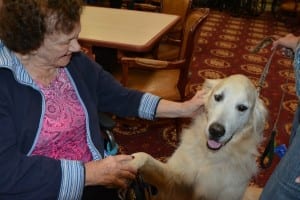 A friendly Golden Retriever entertains a senior resident at The Palace Royale at Kendall, Miami, Fla. Dog Therapy Day is set for July 18 at The Palace Royale.